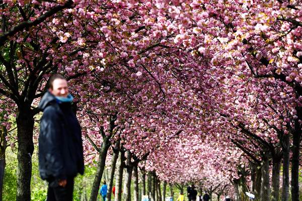 Cherry Blossoms bloom In Berlin