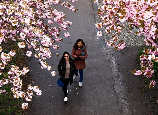 Cherry Blossoms bloom In Berlin