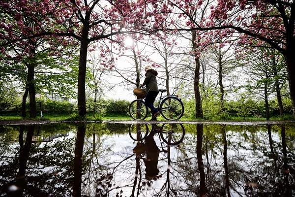 Cherry Blossoms bloom In Berlin