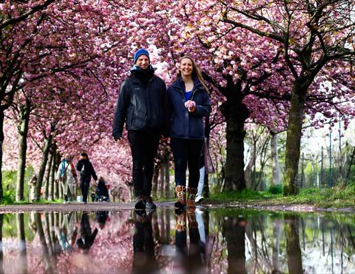 Cherry Blossoms bloom In Berlin