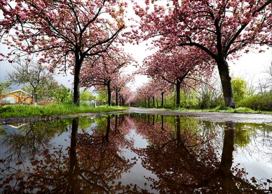 Cherry Blossoms bloom In Berlin