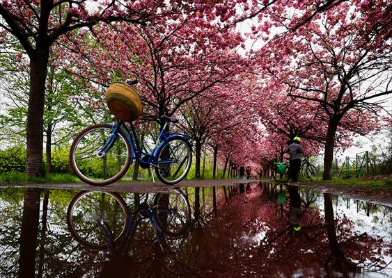 Cherry Blossoms bloom In Berlin