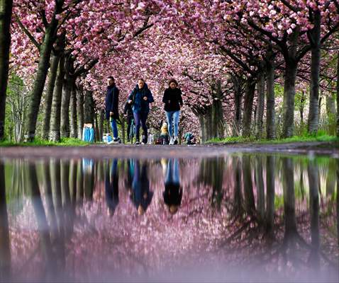 Cherry Blossoms bloom In Berlin