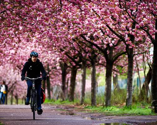 Cherry Blossoms bloom In Berlin