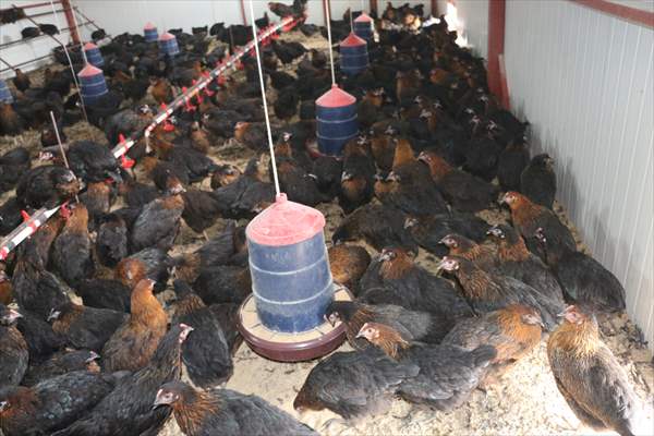 Yastık altındaki altınları ekonomiye kazandırdı, tavuk çiftliği sahibi oldu