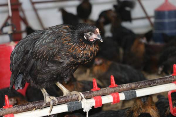 Yastık altındaki altınları ekonomiye kazandırdı, tavuk çiftliği sahibi oldu