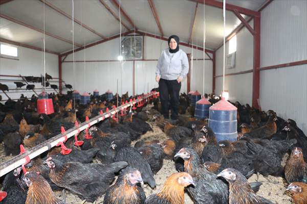 Yastık altındaki altınları ekonomiye kazandırdı, tavuk çiftliği sahibi oldu