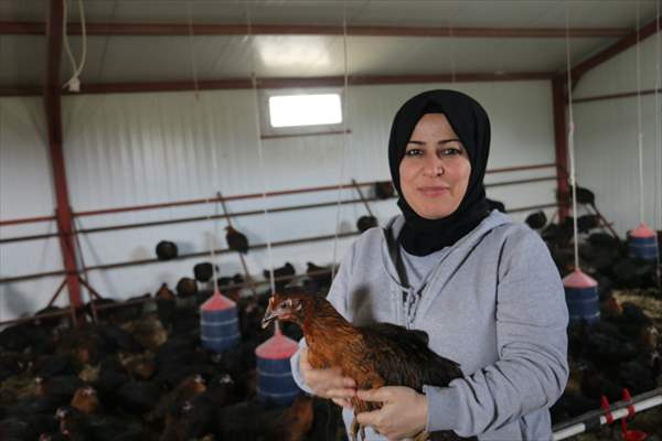 Yastık altındaki altınları ekonomiye kazandırdı, tavuk çiftliği sahibi oldu