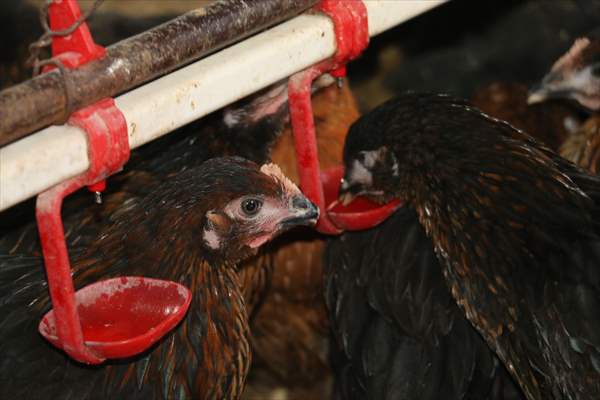 Yastık altındaki altınları ekonomiye kazandırdı, tavuk çiftliği sahibi oldu