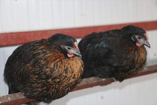 Yastık altındaki altınları ekonomiye kazandırdı, tavuk çiftliği sahibi oldu