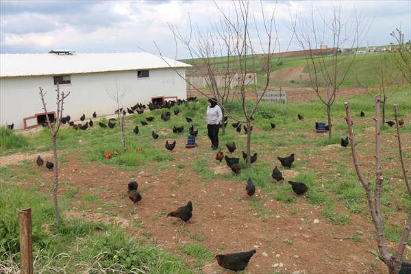 Yastık altındaki altınları ekonomiye kazandırdı, tavuk çiftliği sahibi oldu