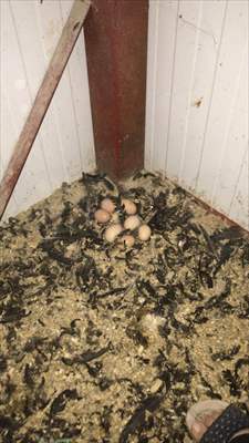 Yastık altındaki altınları ekonomiye kazandırdı, tavuk çiftliği sahibi oldu