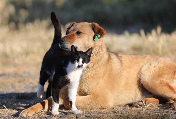 Friendship of a cat and a dog in Yalova