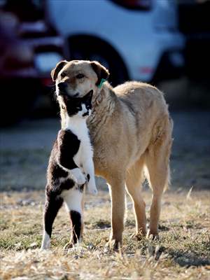 Friendship of a cat and a dog in Yalova