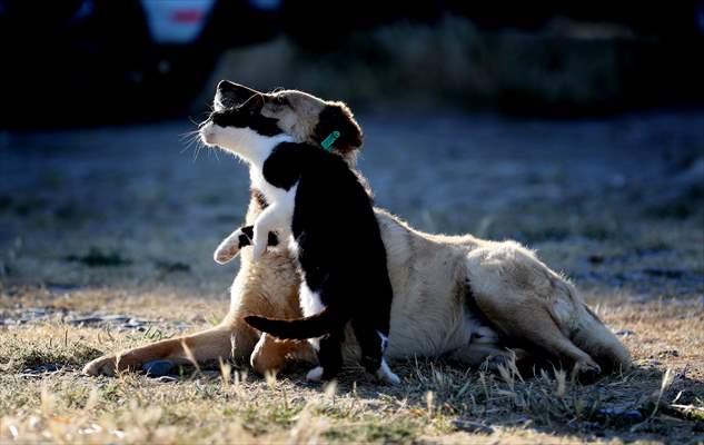 Friendship of a cat and a dog in Yalova