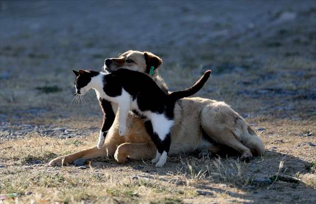 Friendship of a cat and a dog in Yalova