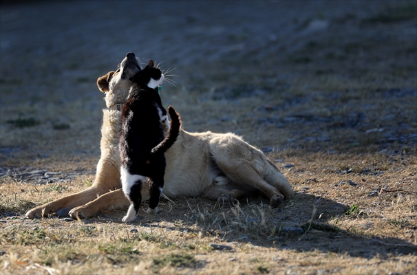 Friendship of a cat and a dog in Yalova