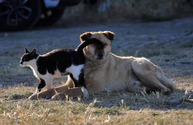 Friendship of a cat and a dog in Yalova