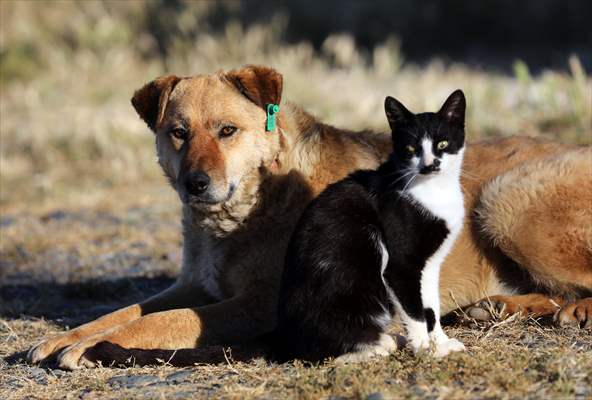 Friendship of a cat and a dog in Yalova