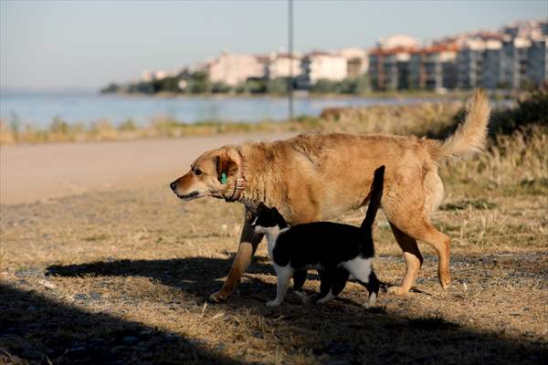 Friendship of a cat and a dog in Yalova