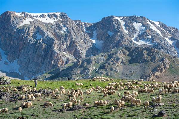 Tunceli'deki 3 bin 500 rakımlı "Elmalı Yaylası" doğal güzellikleriyle göz kamaştırıyor