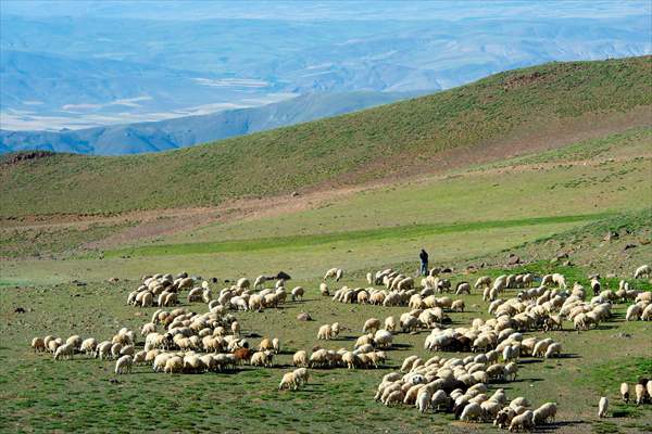 Tunceli'deki 3 bin 500 rakımlı "Elmalı Yaylası" doğal güzellikleriyle göz kamaştırıyor