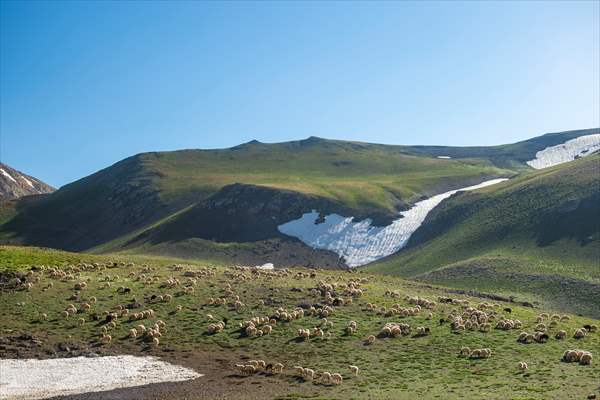 Tunceli'deki 3 bin 500 rakımlı "Elmalı Yaylası" doğal güzellikleriyle göz kamaştırıyor
