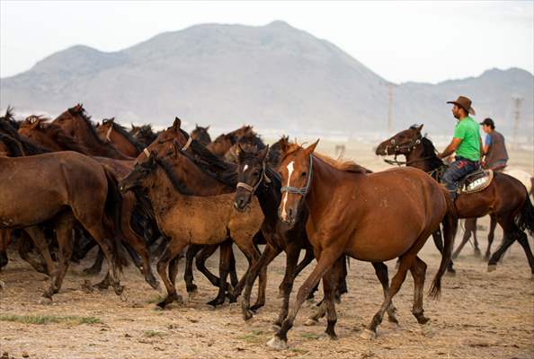 Wild horses in the foothills of Mount Erciyes​​​​​​​