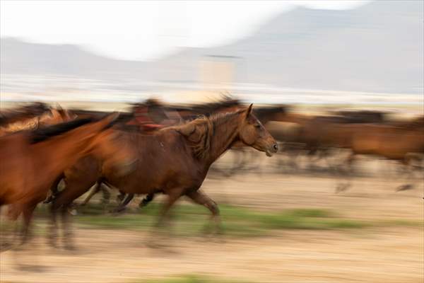 Wild horses in the foothills of Mount Erciyes​​​​​​​