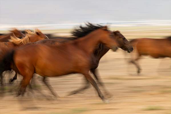 Wild horses in the foothills of Mount Erciyes​​​​​​​