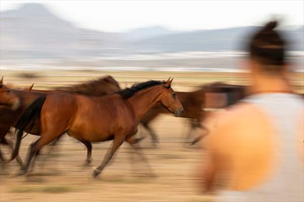 Wild horses in the foothills of Mount Erciyes​​​​​​​