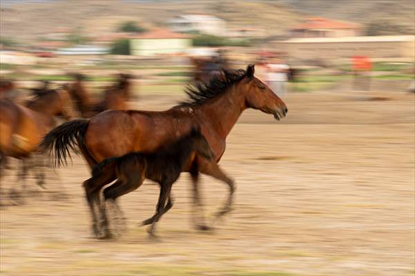 Wild horses in the foothills of Mount Erciyes​​​​​​​