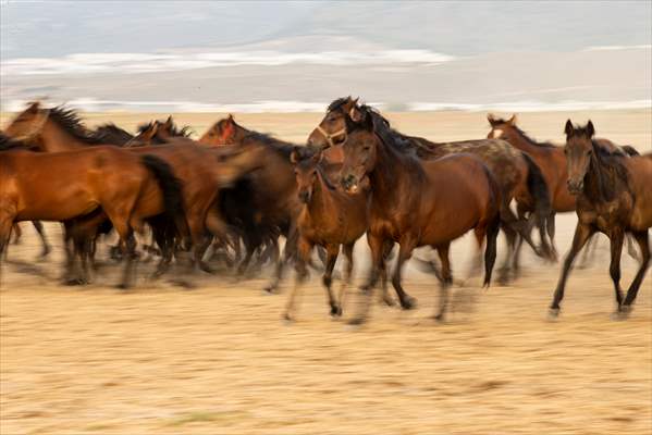 Wild horses in the foothills of Mount Erciyes​​​​​​​