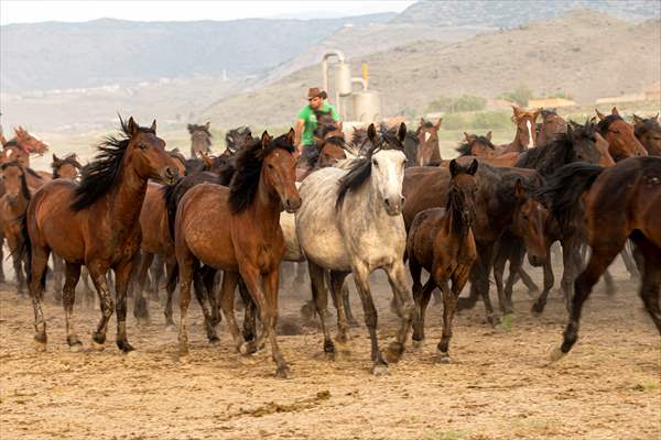 Wild horses in the foothills of Mount Erciyes​​​​​​​