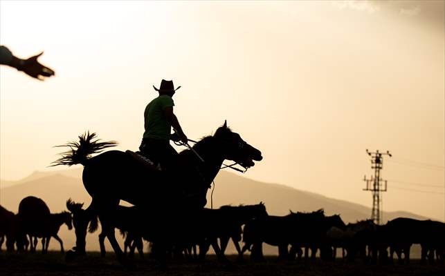 Wild horses in the foothills of Mount Erciyes​​​​​​​