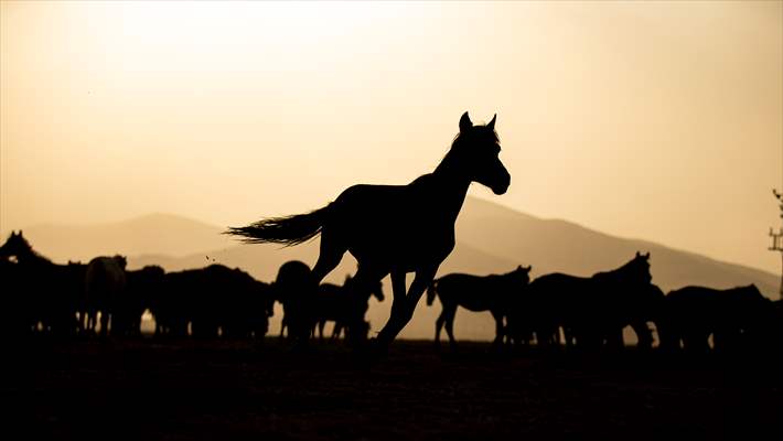 Wild horses in the foothills of Mount Erciyes​​​​​​​