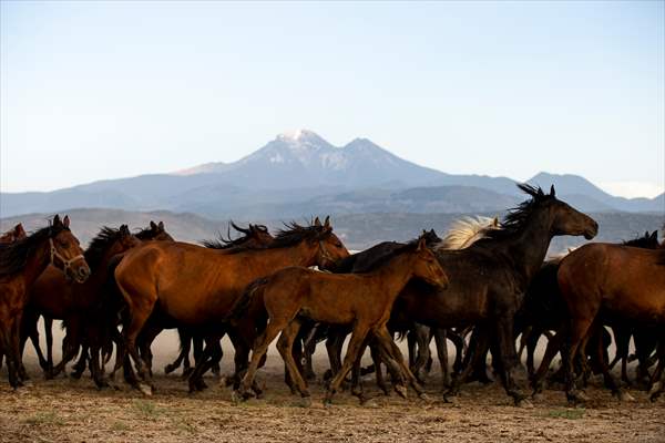 Wild horses in the foothills of Mount Erciyes​​​​​​​