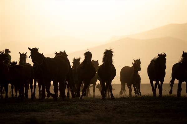Wild horses in the foothills of Mount Erciyes​​​​​​​