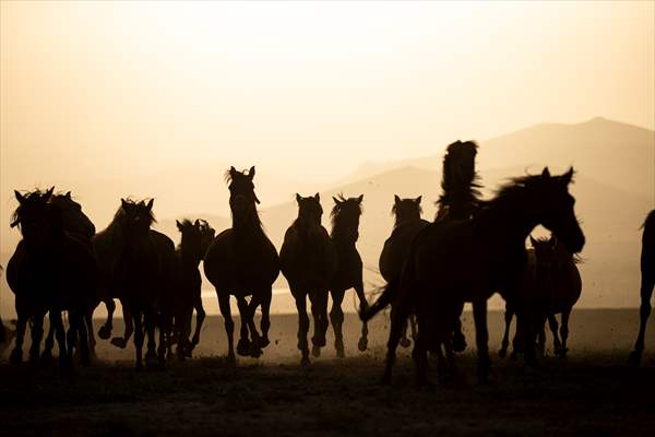 Wild horses in the foothills of Mount Erciyes​​​​​​​