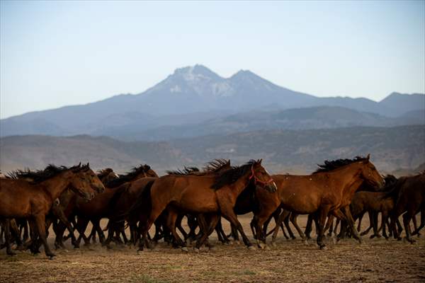 Wild horses in the foothills of Mount Erciyes​​​​​​​