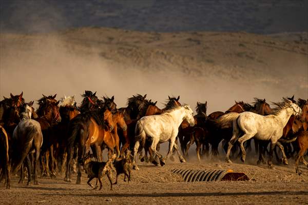Wild horses in the foothills of Mount Erciyes​​​​​​​