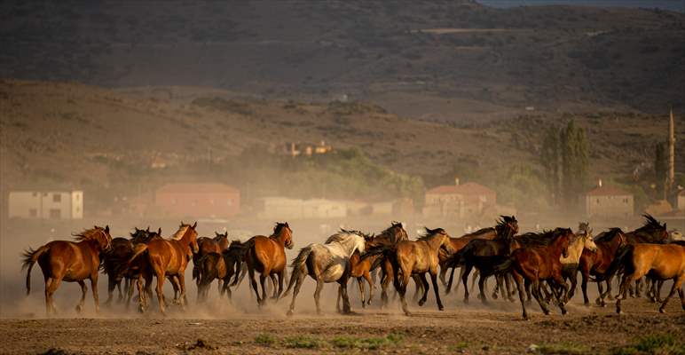 Wild horses in the foothills of Mount Erciyes​​​​​​​