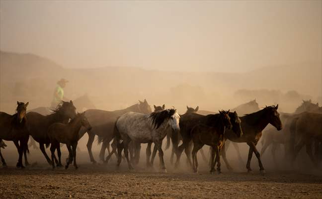 Wild horses in the foothills of Mount Erciyes​​​​​​​