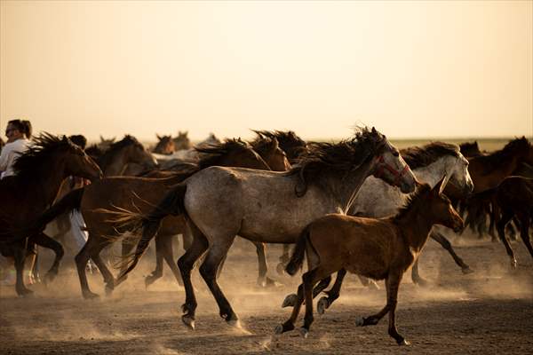 Wild horses in the foothills of Mount Erciyes​​​​​​​