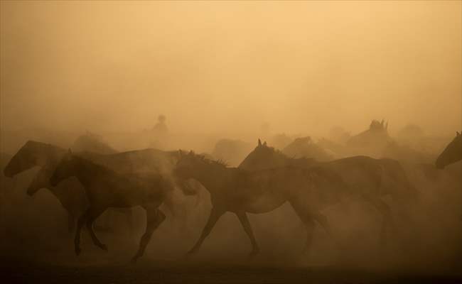 Wild horses in the foothills of Mount Erciyes​​​​​​​