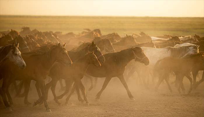 Wild horses in the foothills of Mount Erciyes​​​​​​​