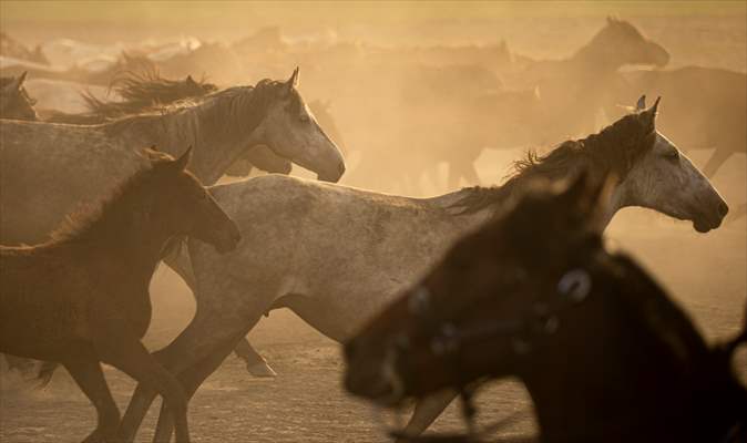 Wild horses in the foothills of Mount Erciyes​​​​​​​