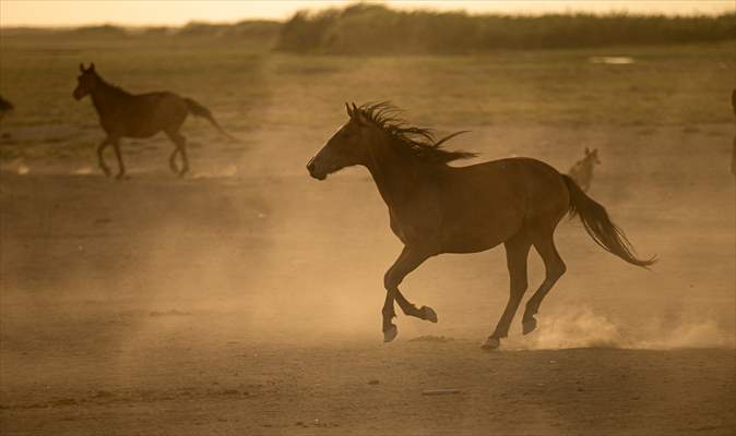 Wild horses in the foothills of Mount Erciyes​​​​​​​
