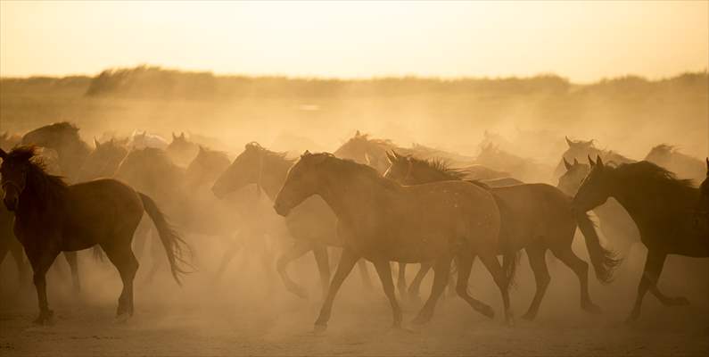 Wild horses in the foothills of Mount Erciyes​​​​​​​