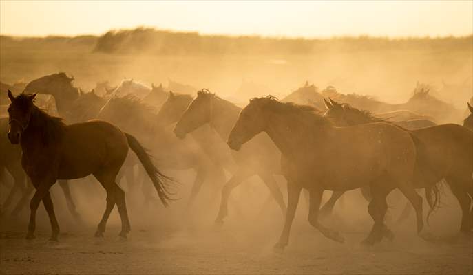Wild horses in the foothills of Mount Erciyes​​​​​​​